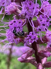 Megachile campanulae