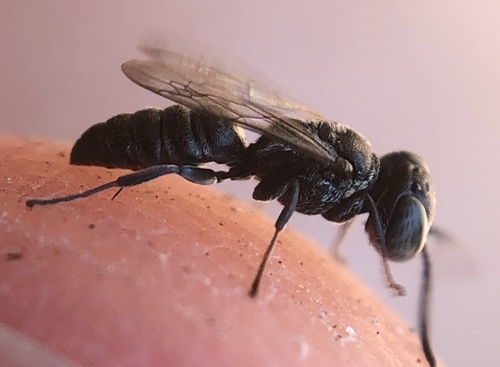 Pisonopsis birkmanni