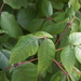 Eastern Poison Ivy - Photo (c) Jane Kirkland, some rights reserved (CC BY-NC-ND)