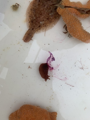 Photo of Spotted sea hare (Aplysia punctata)