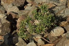 Daphne alpina