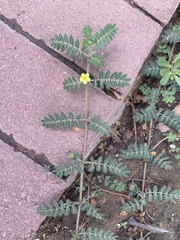 Tribulus terrestris