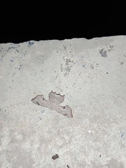 Dysaethria quadricaudata