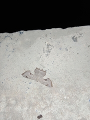 Dysaethria quadricaudata