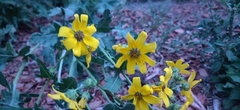 Engelmannia peristenia