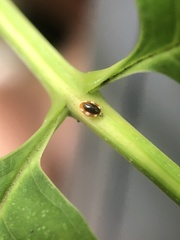 Coniopteryginae