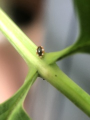 Coniopteryginae
