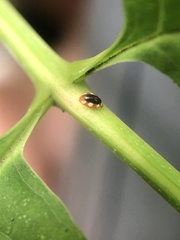 Coniopteryginae