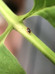 Coniopteryginae