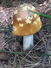 Amanita
