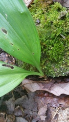 Veratrum parviflorum