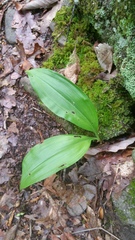 Veratrum parviflorum