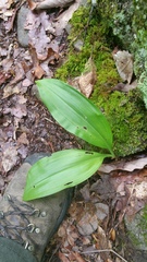 Veratrum parviflorum