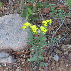 Lithospermum cobrense