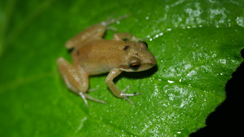 New Jersey Chorus Frog (Pseudacris kalmi), a species recorded in Delaware