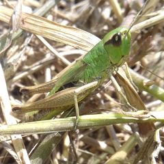 Pseudochorthippus parallelus