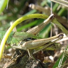 Pseudochorthippus parallelus