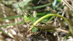 Pseudochorthippus parallelus