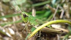 Pseudochorthippus parallelus