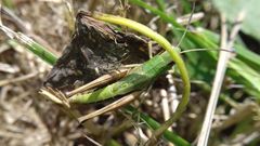 Pseudochorthippus parallelus