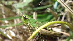 Pseudochorthippus parallelus