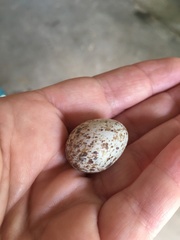 Antrostomus vociferus