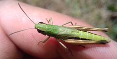 Pseudochorthippus parallelus