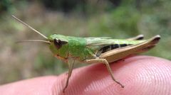 Pseudochorthippus parallelus