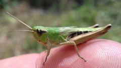 Pseudochorthippus parallelus