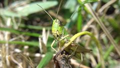 Pseudochorthippus parallelus