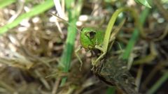 Pseudochorthippus parallelus