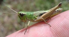Pseudochorthippus parallelus