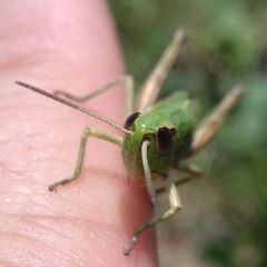 Pseudochorthippus parallelus