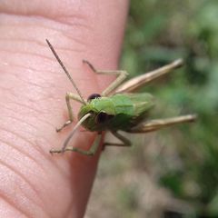 Pseudochorthippus parallelus