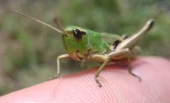 Pseudochorthippus parallelus