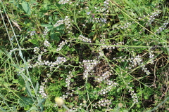 Goniolimon besserianum