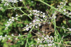Goniolimon besserianum
