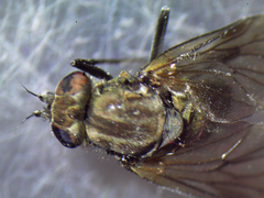 Symphoromyia