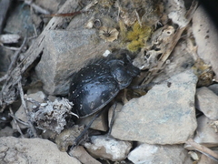 Gyriosomus curtisi