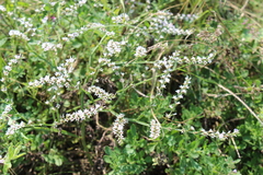 Goniolimon besserianum