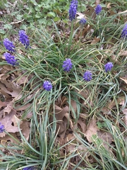 Muscari botryoides