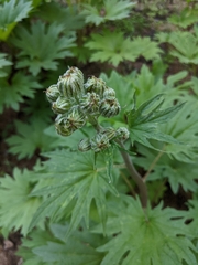 Cacaliopsis nardosmia