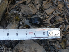 Gyriosomus curtisi