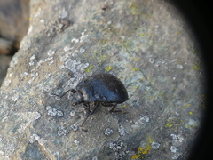 Gyriosomus curtisi