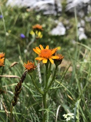 Jacobaea abrotanifolia