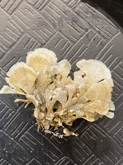 Flustridae