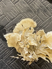 Flustridae