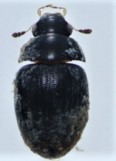 Parhydraenini