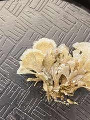 Flustridae