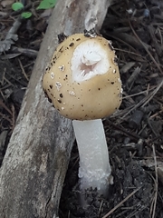 Amanita